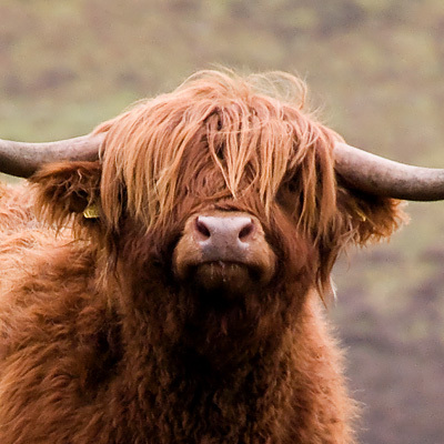 scotfot@mastodon.scot