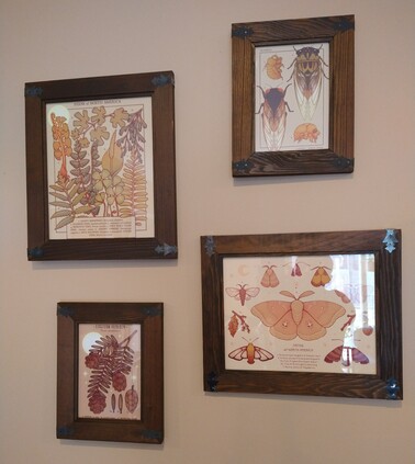 A photo of four art pieces on a beige wall in wooden frames. They are various natural art pieces by Lianne Pflug. Ferns of North America, Cicadas, Eastern Hemlock, and Moths of North America. 