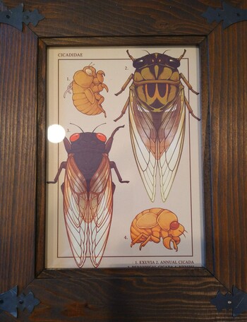 A photo of one of the art pieces by Lianne Pflug in a wooden frame. This is four drawings of cicadas, including an annual dog cicada, a periodical cicada, a cicada exuvia, and a nymph.
