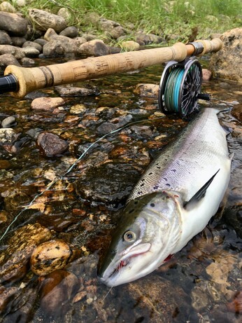 A picture of a male Atlantic salmon caught and a fly rod. 