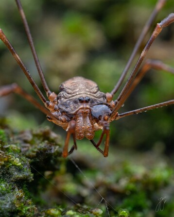 Harvestman close up with tear-drop water droplet under left eye.