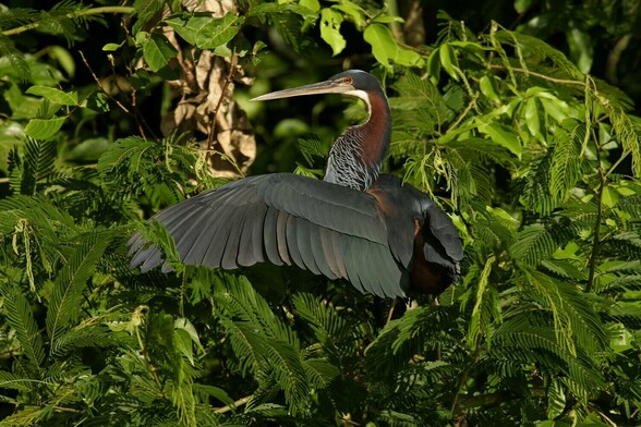 Agami Heron (Agamia agami). 
Credit: Joe Tobias