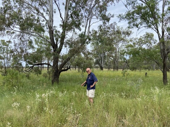 Bill in a field of grass with Eucalyptus behind. Bill pointing out the location of a variety of Mimulus gracilis.