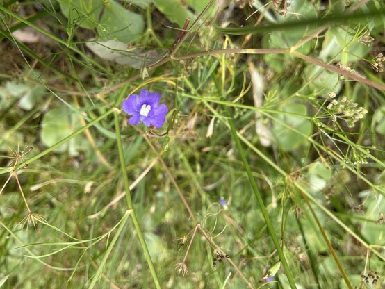 Photo showing the flower of Mimulus gracilis