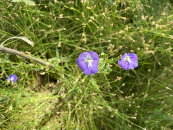 Mimulus gracilis flowers from above