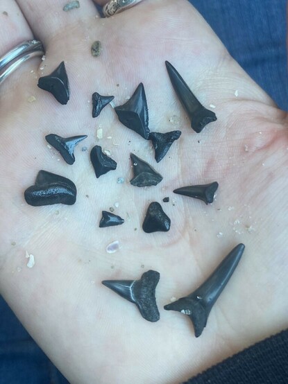 Pale hand holding 14 small black fossilized shark teeth of various shapes. Two long skinny ones are a couple of centimeters long