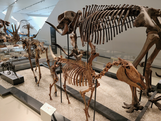 The huge skeleton of the Welland mastodon rises up from behind fossil horses, deer, and beavers in the Royal Ontario Museum.
