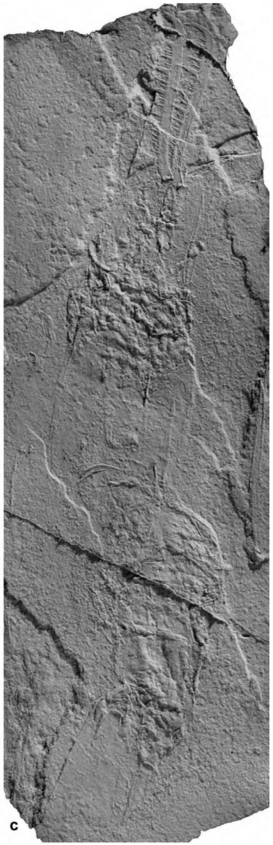 Devonian crustacean, Angustidontus seriatus 