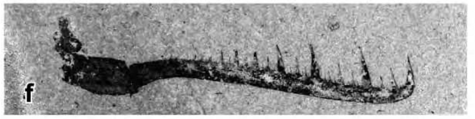 Maxilliped claw from the Devonian crustacean Angustidontus seriatus