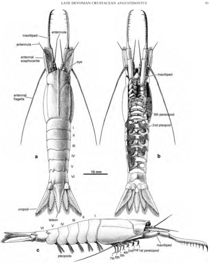 Reconstruction of Devonian crustacean Angustidontus seriatus