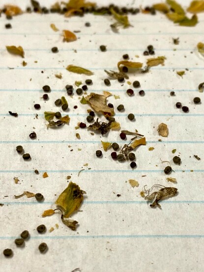 Small brown seeds of the flower Silene stellata