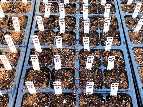 Tray of soil with labels for newly planted Silene stellata seeds