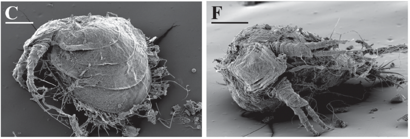 The anomopod cladoceran Ilyocryptus cuneatus