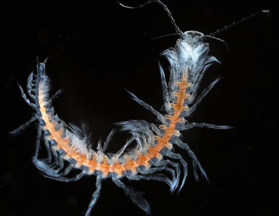 Remipede crustacean