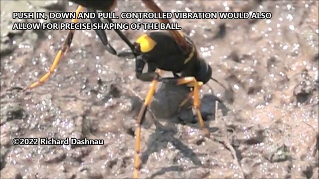 Very close up viow of a black and yellow mud-dauber wasp.  Head and thorax of wasp is pictures, in oblique view facing away from camera. The wasp is standing on mud with its face pointing down, and is excavating a ball of mud, which is visible under between its front legs. There is a caption in the image since it is from a video clip caption says "Push in, down, and pull. Controlled vibration would also allow for precise shaping of the ball." 
