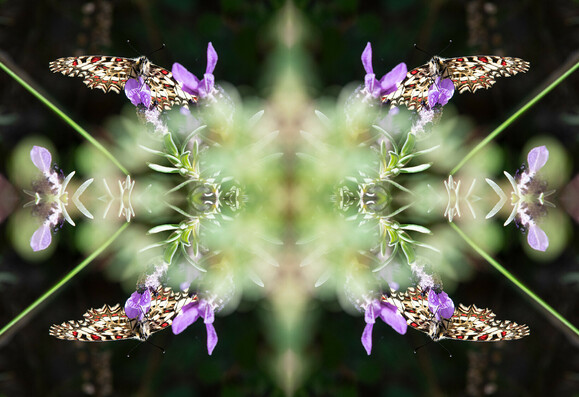 Background of picture is black. Oval shaped bright pale green horizontally in centre of image, in the same colour there is a middle line from top to bottom. Both to the right and to the left of this middle line, as well as below and above an imaginary horizontal line are are purple flowers of a lavandula plant. On each flower a Spanish festoon is feeding. Purple flowers are interconnected with each other by barely visible light green leaves and stems.
