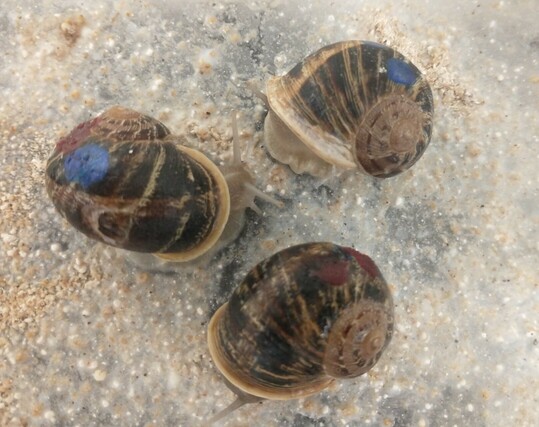 Three left coiling or sinistral garden snails eating dried snail food 