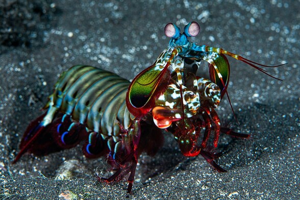 The mantis shrimp Odontodactylus scyllarus ready to fuck you up.
