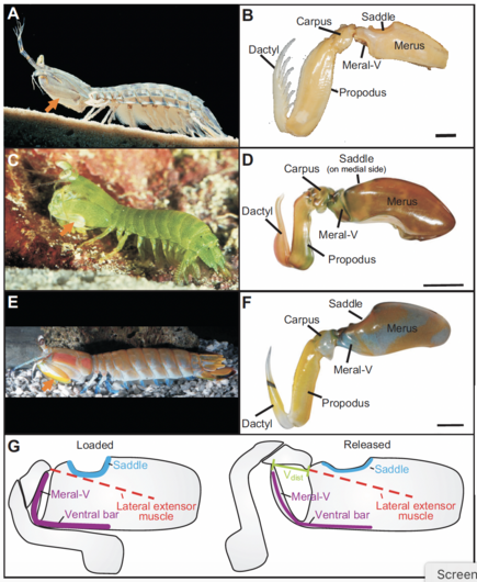 Stomatopod appendages