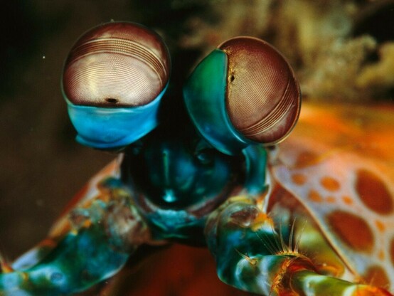 Eye see you, mantis shrimp
