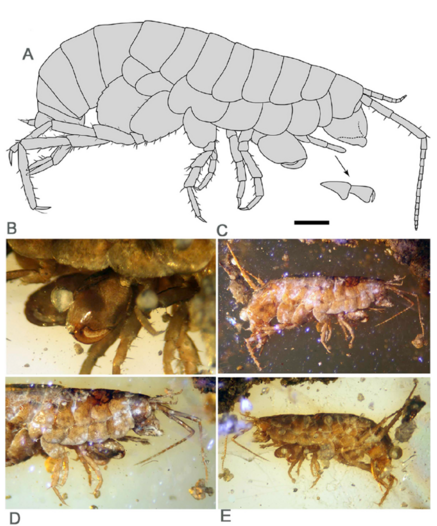 Male Caecorchestia bousfieldi preserved in amber