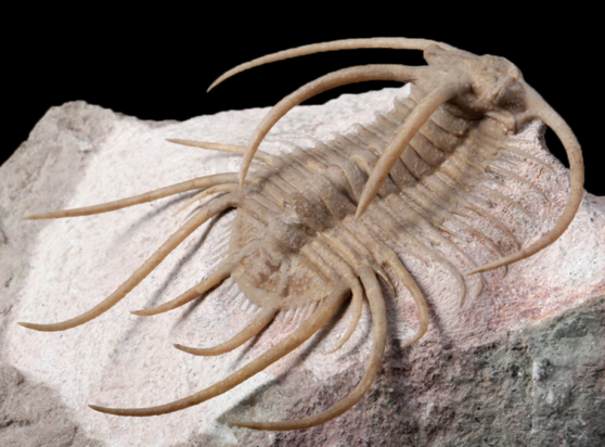 The spiny odontopleurid trilobite, Boedaspis ensifer