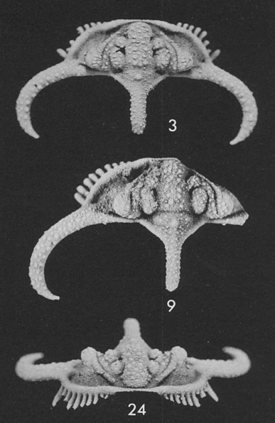 The silicified head of the odontopleurid trilobite, Acidaspis (Acidaspis) lesperancei