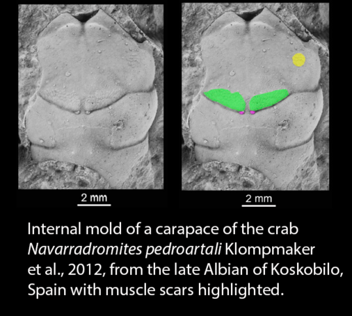 The fossil decapod crab Navarradromites pedroartali with muscle scars