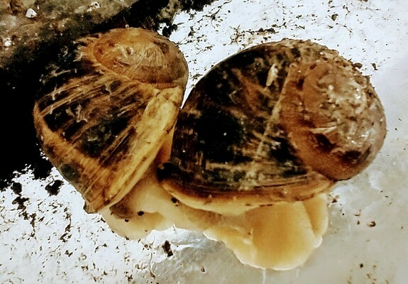 Two left coiling garden snails mating