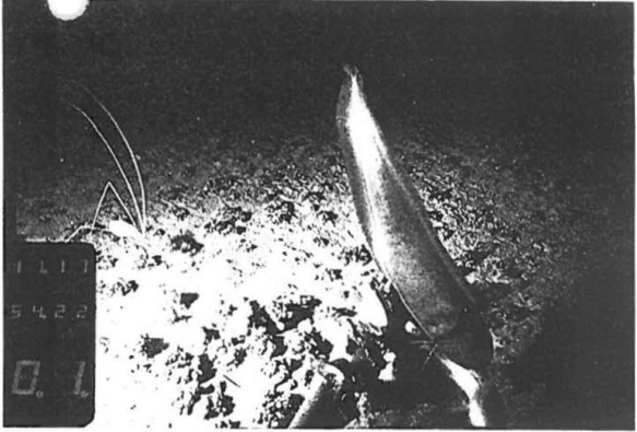Scan of an original photo from Thiel & Schiever's 1989 deep sea pedipalp paper