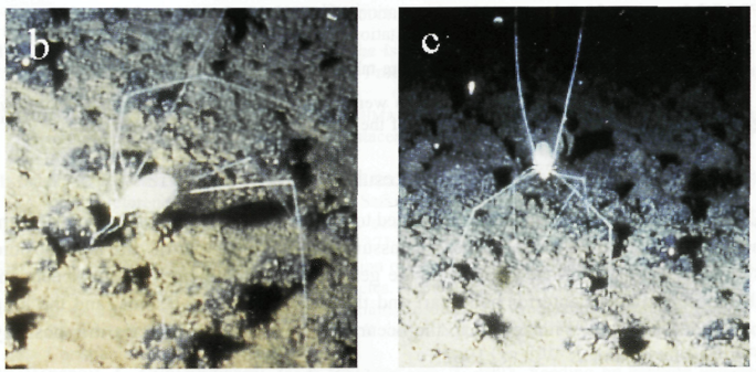 Deep sea pedipalp?
