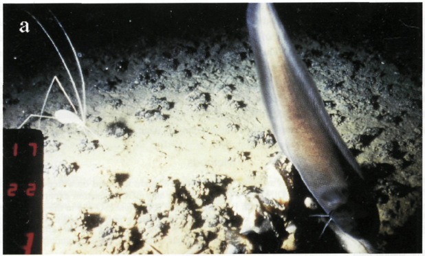 Deep sea pedipalp?