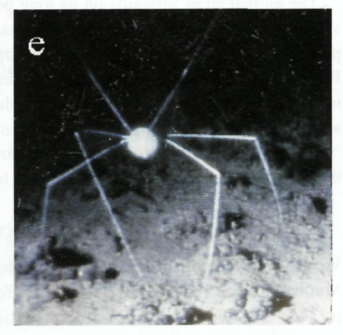 Deep sea pedipalp?