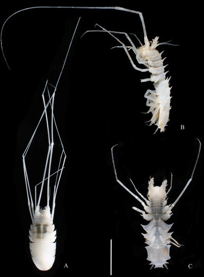 munnopsidid isopods