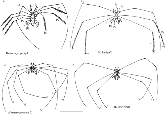 Munnopsidid isopods