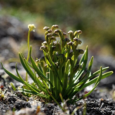 A close-up of a tiny green orchid with many tiny flowers growing on dry tundra heath in northern Norway.