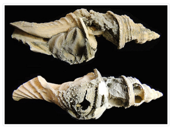 Fossil hermit crab in a gastropod shell.