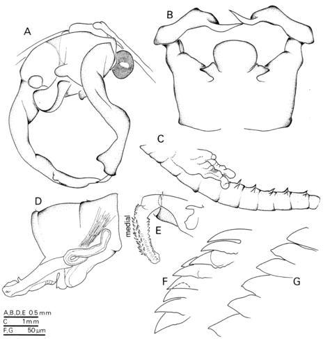 Drawings of the fairy shrimp Rhinobranchipus martensi from South Africa