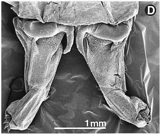 The paired male naughty bits of the fairy shrimp, Rhinobranchipus martensi from South Africa.