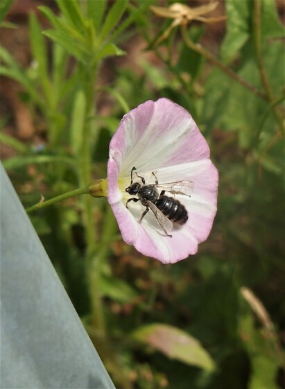 Systropha curvicornis