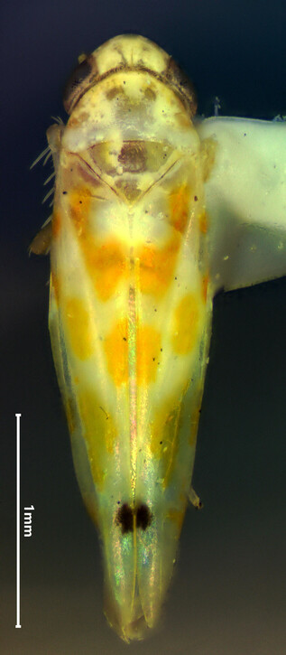 Dorsal view of a small white-and-yellow leafhopper.