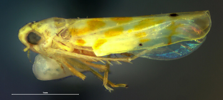 Side view of a small white-and-yellow leafhopper.