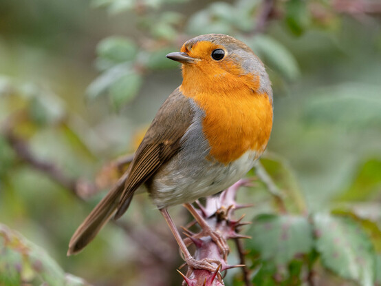 A European Robin. A small bird with a bright orange breast, white underside and brown back, tail, wings and top of head. The bird is perched on a bramble stem.