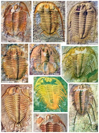 Articulated exoskeletons of some dameselloid trilobites from the Fulu Biota in the Longha Formation, Fulu, Funing, southeastern Yunnan, South China, (A) Leishuia leishuae, (B, C) Teinistion sp., (D, E) Karslanus sp., (F, G) Palaeadotes hunanensis, (H, I), Damesops sp., and (J), Bergeronites sp.