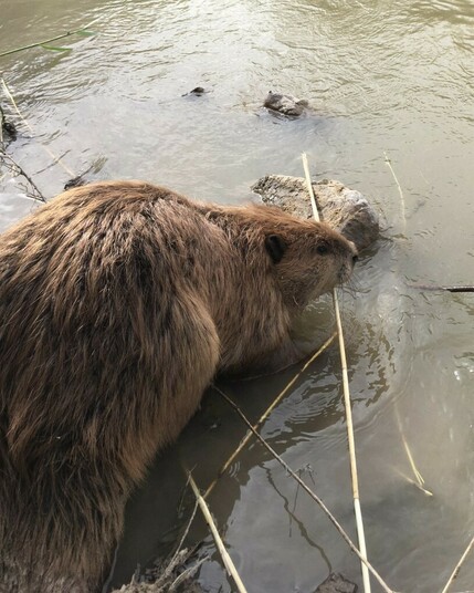 An adult translocated beaver wades into the Price River, Utah, USA.