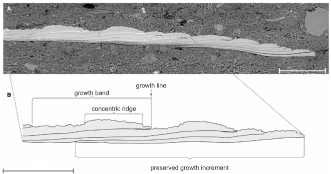 A thin section of the carapace of the clam shrimp Eosestheria  sp. from the Early Cretaceous of China