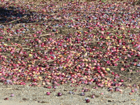 Close-up of fairly large olive fruits fallen on the ground. Most are a light reddish-purple, some are buff-colored, and others are deeper purple.