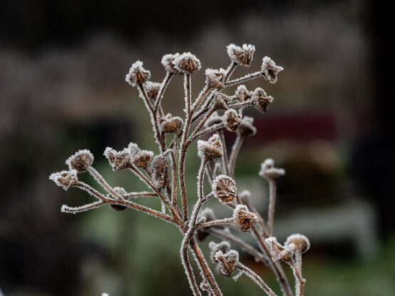 Ragwort seedheads covered in crystal-like frost