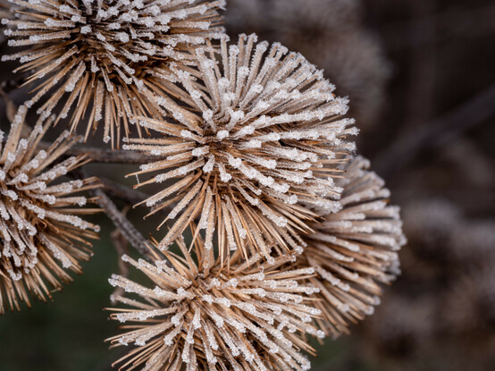 Burdock Seedheads covered in crystal-like frost