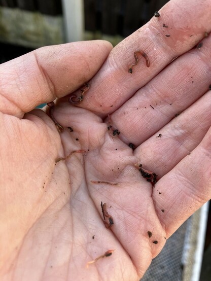 A hand holding tiny ~10 tiny baby tiger worms 